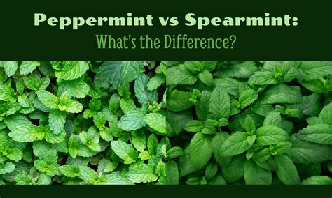 spearmint aussprache